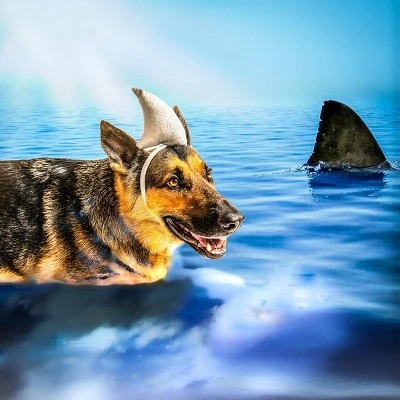 Midlee Shark Dog Headband Costume 4 Midlee Shark Dog Headband Costume - Image 3