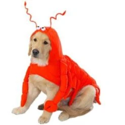 Casual Canine Lobster Paws Dog Costume