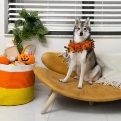 Midlee Witch Halloween Decorative Dog Collar -Pet Halloween Costumes Shop GUEST 1115cf63 b30c 406e 95fe f1b8e691b240