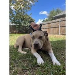 Midlee Snail Headband & Shell Dog Costume