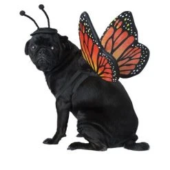 California Costumes Monarch Butterfly Pet Costume, X-Small