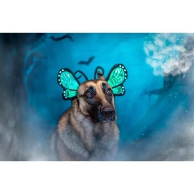 Midlee Blue Butterfly Headband Halloween Dog Costume 5 Midlee Blue Butterfly Headband Halloween Dog Costume - Image 4