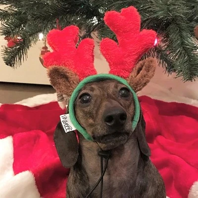 Midlee Christmas Reindeer Small Dog Antlers 5 Midlee Christmas Reindeer Small Dog Antlers - Image 3
