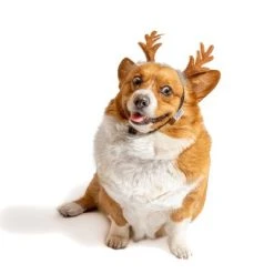 Midlee Furry Antlers Dog Headband -Pet Halloween Costumes Shop GUEST 304148e3 553a 482e 8952 376b18588cca