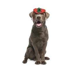 Midlee Dog Pumpkin Headband Halloween Costume 9 Midlee Dog Pumpkin Headband Halloween Costume -Pet Halloween Costumes Shop GUEST 46a3a08f 16a9 47d7 9b0c b7db701d1409