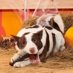 BARK Halloween Super Chewer Batty Vladdy Dog Toy -Pet Halloween Costumes Shop GUEST 7053d02d 49a9 4245 89f7 5365db5aa08f