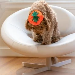 Midlee Dog Pumpkin Headband Halloween Costume 10 Midlee Dog Pumpkin Headband Halloween Costume -Pet Halloween Costumes Shop GUEST 74111ae5 e883 4be8 8020 232ec17f1eec