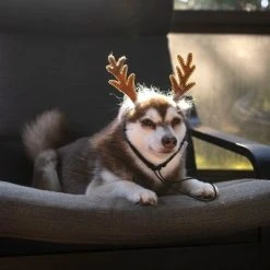 Midlee Furry Antlers Dog Headband -Pet Halloween Costumes Shop GUEST 781c6656 e2d8 440f abea 30bc1ac573cd