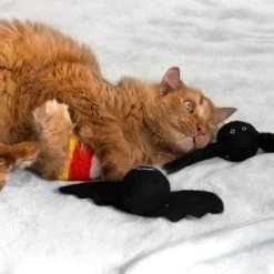 Midlee Halloween Felt Cat Toys Set- Bat, Pumpkin, Spider, Candy Corn -Pet Halloween Costumes Shop GUEST 818bbe0c 1d1c 417a a55f 1febe9ea5f0e