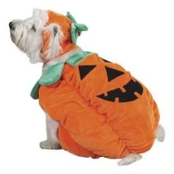 Zack & Zoey Pumpkin Pooch Dog Costume -Pet Halloween Costumes Shop GUEST 81dcefaf 2b9c 4af2 baf4 a5562b662e24