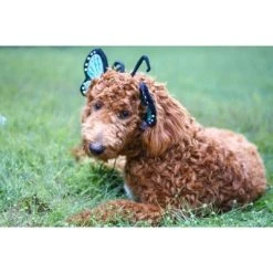 Midlee Blue Butterfly Headband Halloween Dog Costume 10 Midlee Blue Butterfly Headband Halloween Dog Costume -Pet Halloween Costumes Shop GUEST 85799dc0 e07f 480c a84a 9f29e06824b8