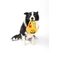 Midlee Find a Toy Halloween Pumpkin Bucket Dog Toy 10 Midlee Find a Toy Halloween Pumpkin Bucket Dog Toy -Pet Halloween Costumes Shop GUEST 87a4b043 0164 4057 a4c6 629239021388