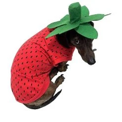 Midlee Strawberry Dog Costume -Pet Halloween Costumes Shop GUEST 91b64f55 7612 4928 b6eb 837757bbe06f