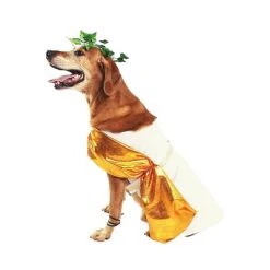 Midlee Toga Dog Costume -Pet Halloween Costumes Shop GUEST 97f2a08b 2a3b 41af bba1 52fc9204636a