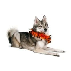 Midlee Witch Halloween Decorative Dog Collar -Pet Halloween Costumes Shop GUEST 99a00762 58e5 40e3 ad58 d563b0072afa