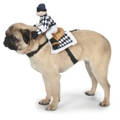 Zack & Zoey Show Jockey Saddle Dog Costume -Pet Halloween Costumes Shop GUEST 9ed00304 65a7 4f69 8282 08a798a60463