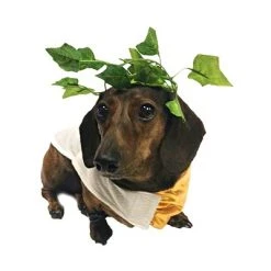 Midlee Toga Dog Costume -Pet Halloween Costumes Shop GUEST a06a911a f5e3 4b47 a838 73d93725a961 1