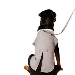 Midlee Dog Tuxedo Wedding Suit- Gray Top Hat & Leash -Pet Halloween Costumes Shop GUEST a874981a 8399 45a7 b8fd 58441be839e2