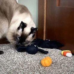 Midlee Halloween Felt Cat Toys Set- Bat, Pumpkin, Spider, Candy Corn