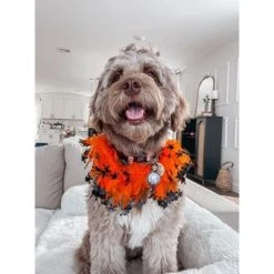 Midlee Witch Halloween Decorative Dog Collar -Pet Halloween Costumes Shop GUEST b65fc641 9c18 4a63 ad31 f43c9922e994