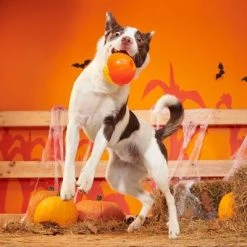 BARK Halloween Super Chewer Pumpkin Prodigy Dog Toy -Pet Halloween Costumes Shop GUEST cb6372ad 46e2 4b3d 9708 2b7d9b56642d