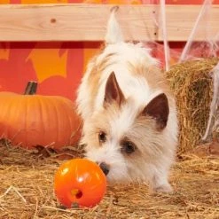 BARK Halloween Super Chewer Pumpkin Prodigy Dog Toy -Pet Halloween Costumes Shop GUEST d32f09b4 30b3 404b b69b 78dc40166b28