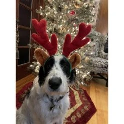 Midlee Christmas Reindeer Antlers with Ears for Large Dogs -Pet Halloween Costumes Shop GUEST db4698e8 ff0f 403d 898b 6e03532797fa