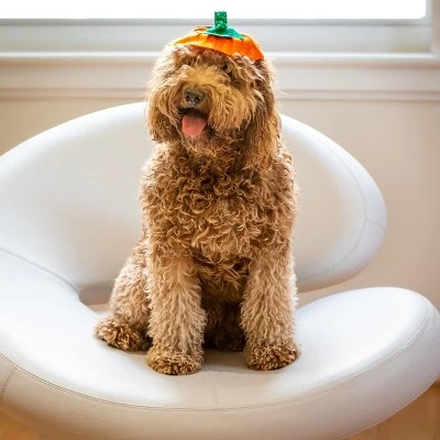 Midlee Dog Pumpkin Headband Halloween Costume 7 Midlee Dog Pumpkin Headband Halloween Costume - Image 5