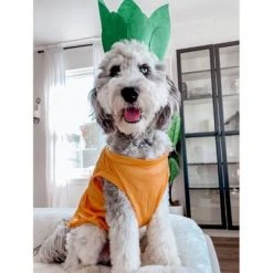 Midlee Pineapple Dog Costume -Pet Halloween Costumes Shop GUEST edd5ac38 d763 45a9 a507 f3f94c15cfbc