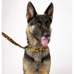 Country Brook Petz Happy Jack Martingale Dog Collar -Pet Halloween Costumes Shop GUEST ee51c368 2c5c 46a0 87ae 375d41195c62