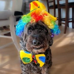 Midlee Clown Dog Costume Hat Wig & Bowtie -Pet Halloween Costumes Shop GUEST fecbd6a3 517a 4c46 be94 191855693665