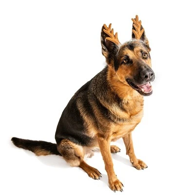 Pet Halloween Costumes Shop 39 Pet Halloween Costumes Shop -Pet Halloween Costumes Shop GUEST 4143b743 e67f 4f2a a916 6e972b9a7588