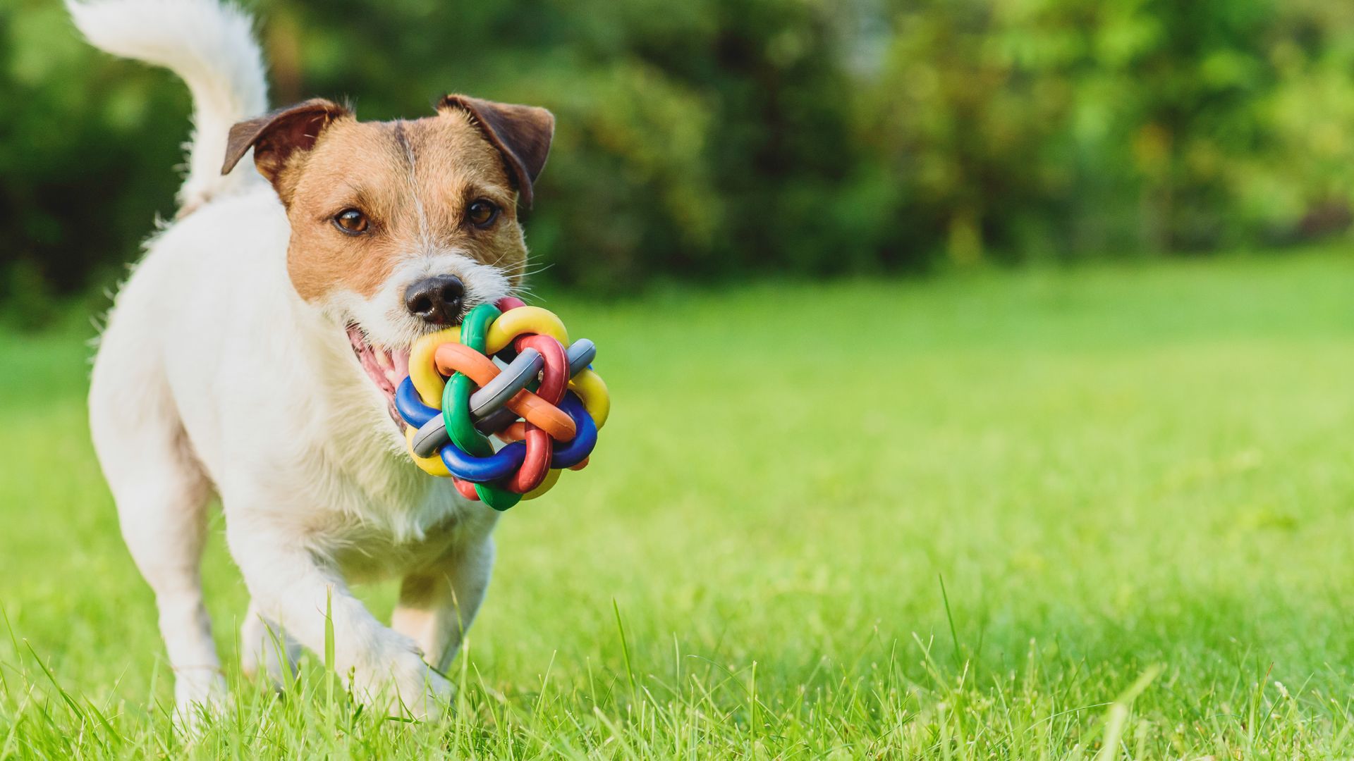 Pet Halloween Costumes Shop -Pet Halloween Costumes Shop shutterstock 610177547 pet toys
